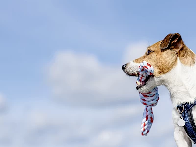 tkz_premieren_25-26_der_diener_zweier_herren